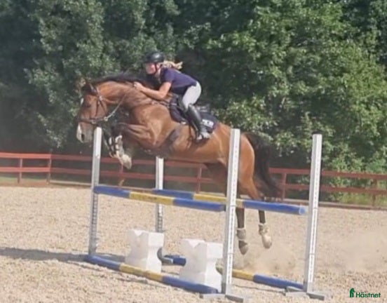  hästar Fint sto med mycket energi! - Annons 14