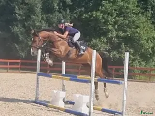 hästar Fint sto med mycket energi! - Annons 11