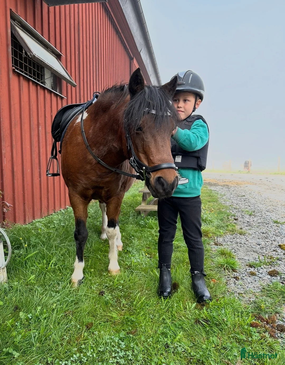 Allround hästar till salu: Den ultimata barnponnyn  - Annons 11