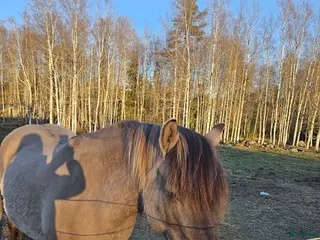 hästar Säljes pga av flytt - Annons 6