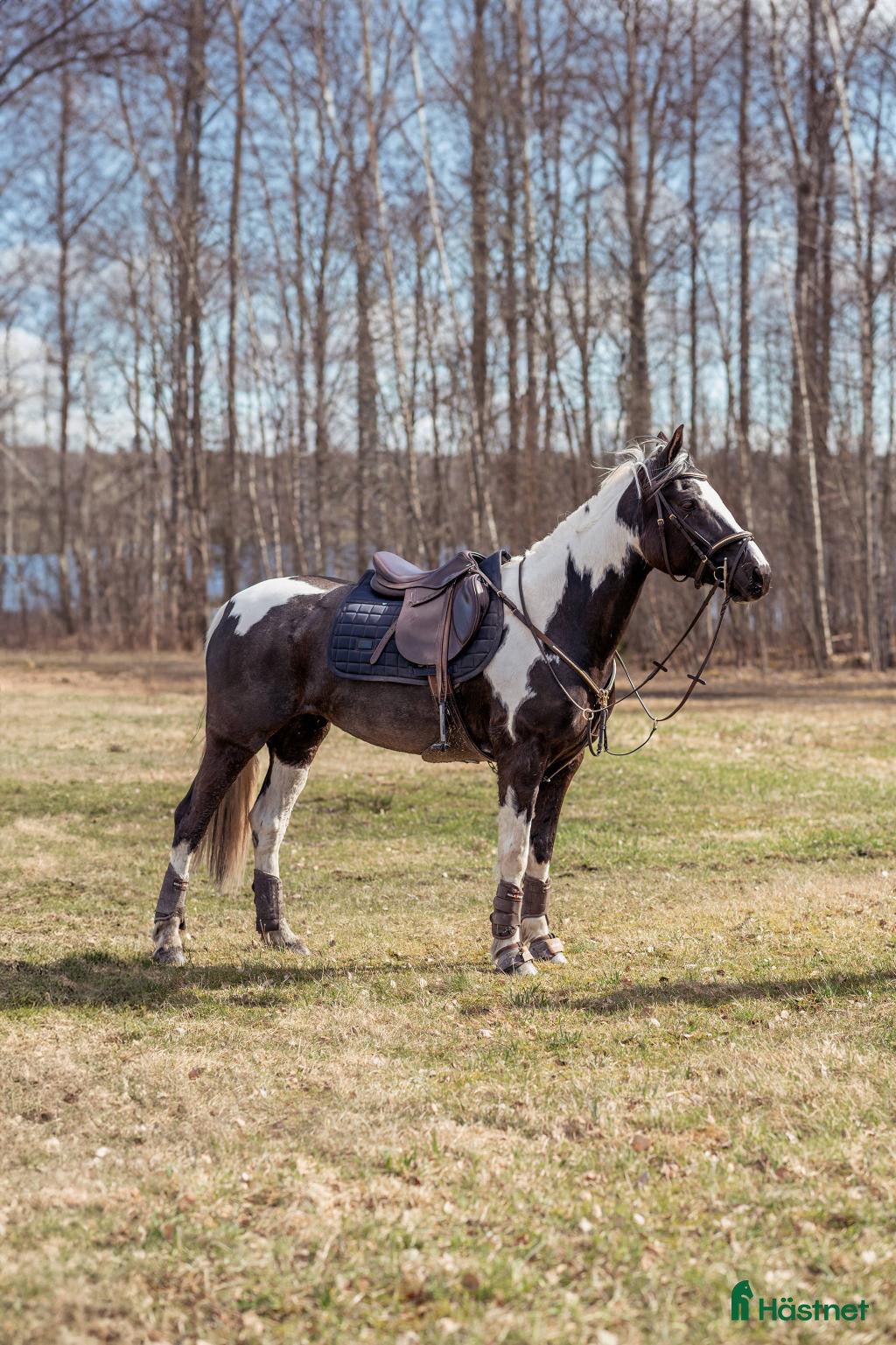  hästar Världens snällaste Happy!  - Annons 2