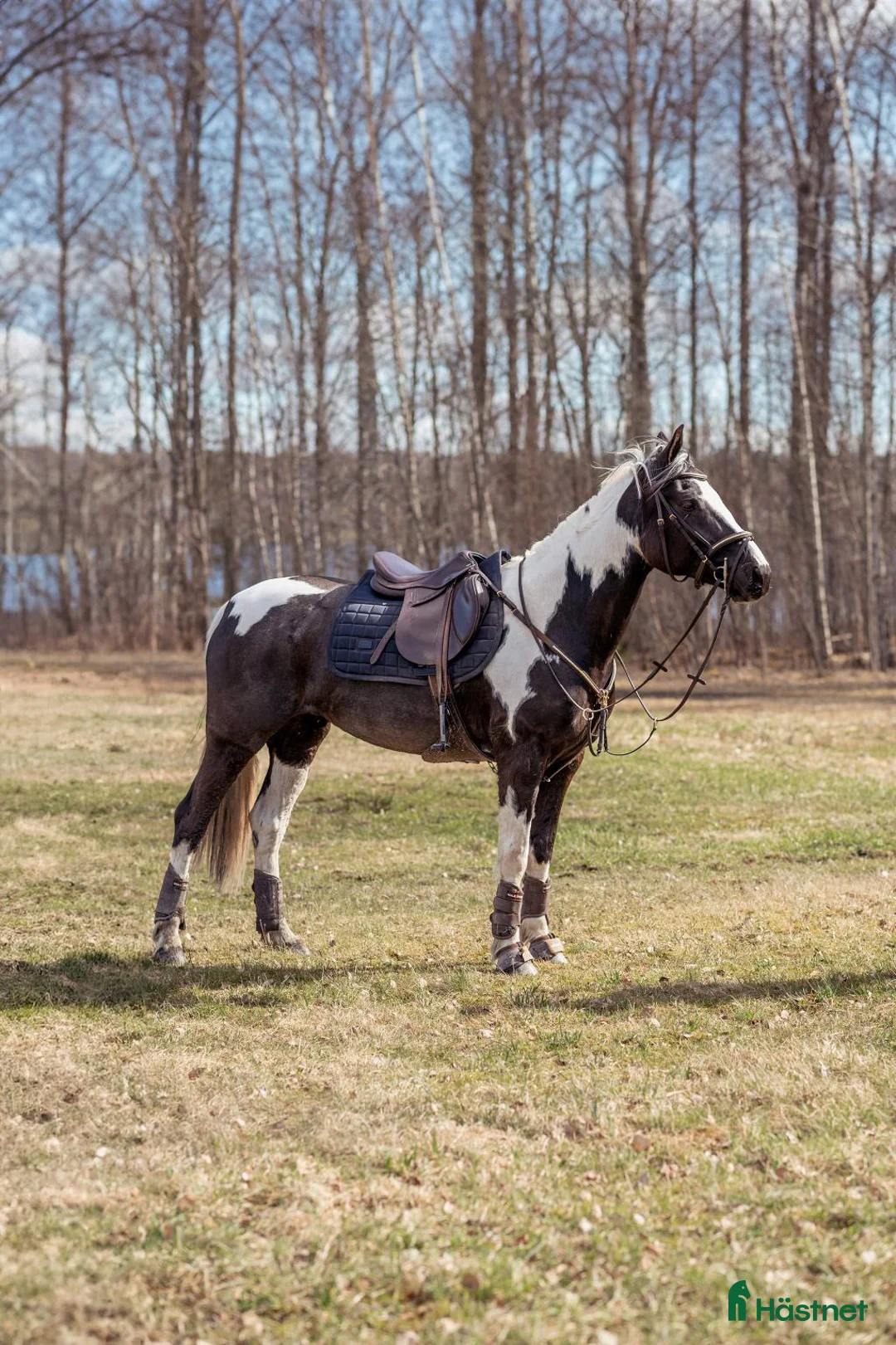 Allround hästar till salu: Världens snällaste Happy!  - Annons 2