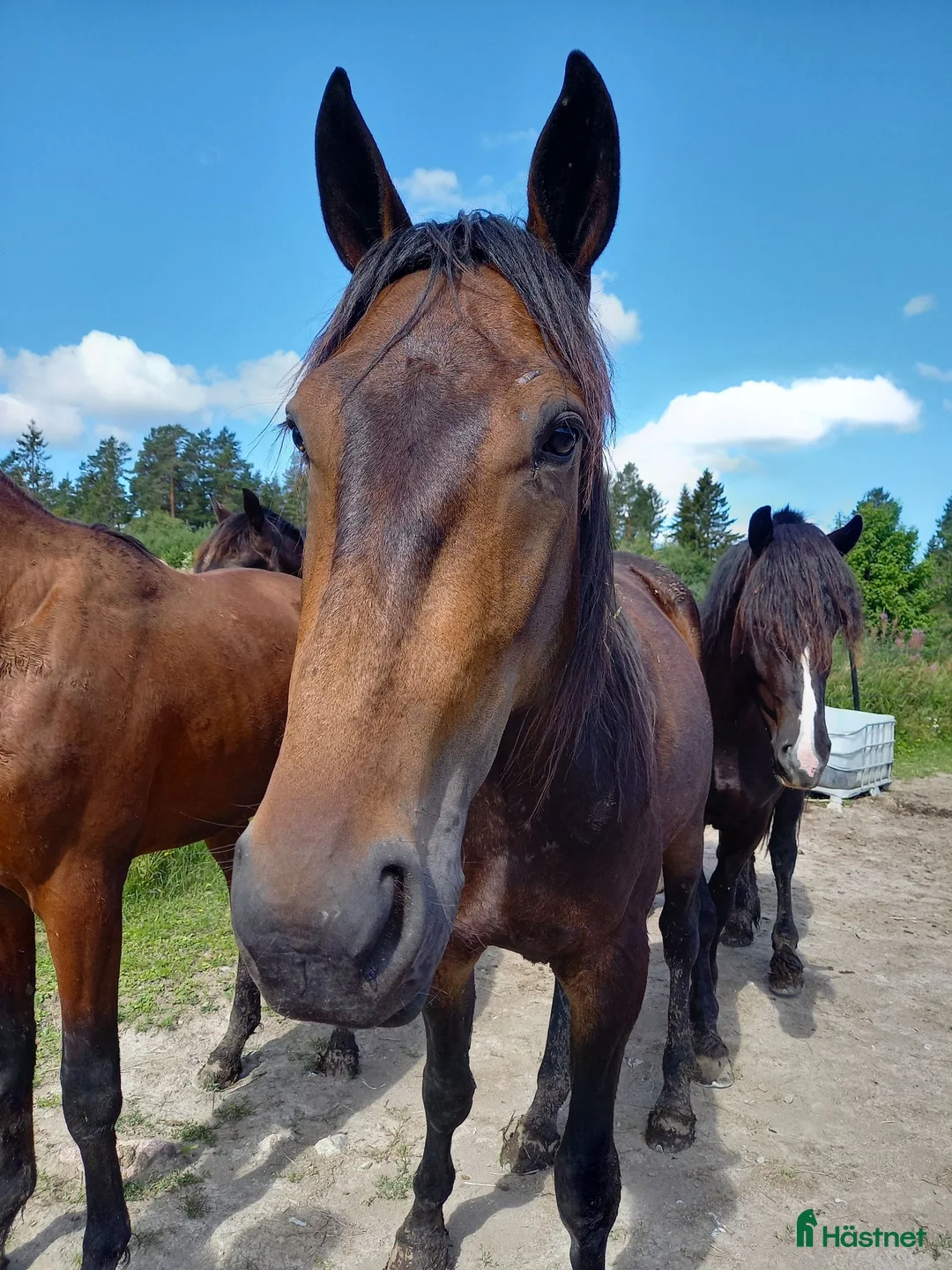 Trav hästar till salu: Snäll starthäst - Annons 2