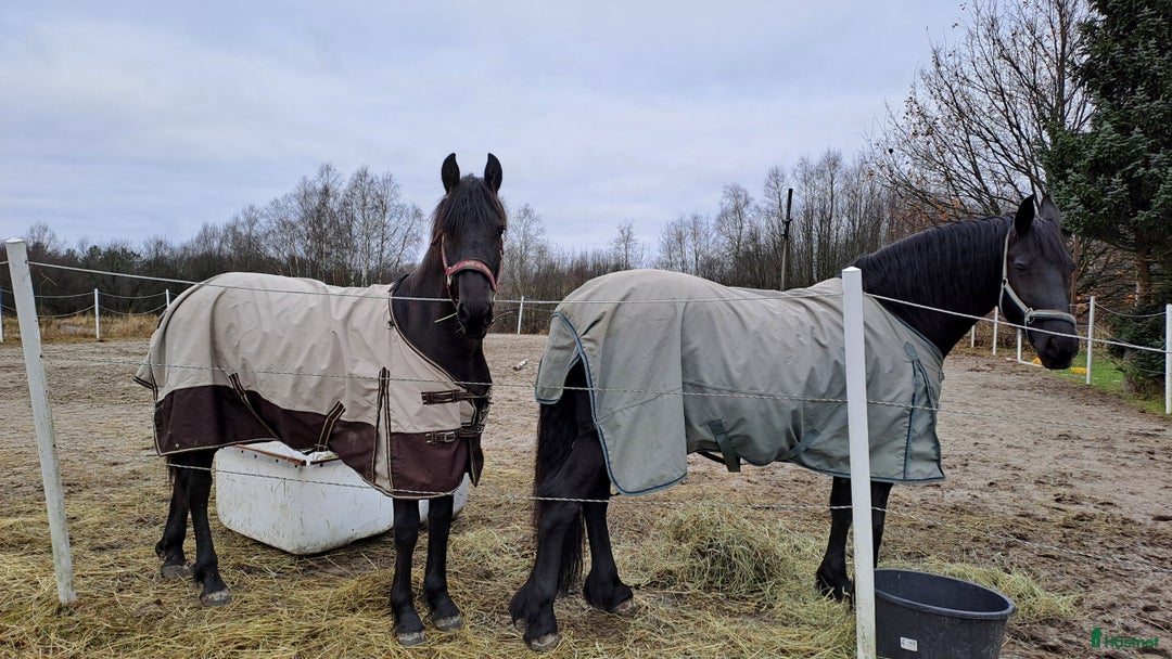 Dressyr hästar till salu: Friesisk häst till salu, snart 2 år - Annons 1
