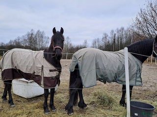 hästar Friesisk häst till salu, snart 2 år - Annons 11