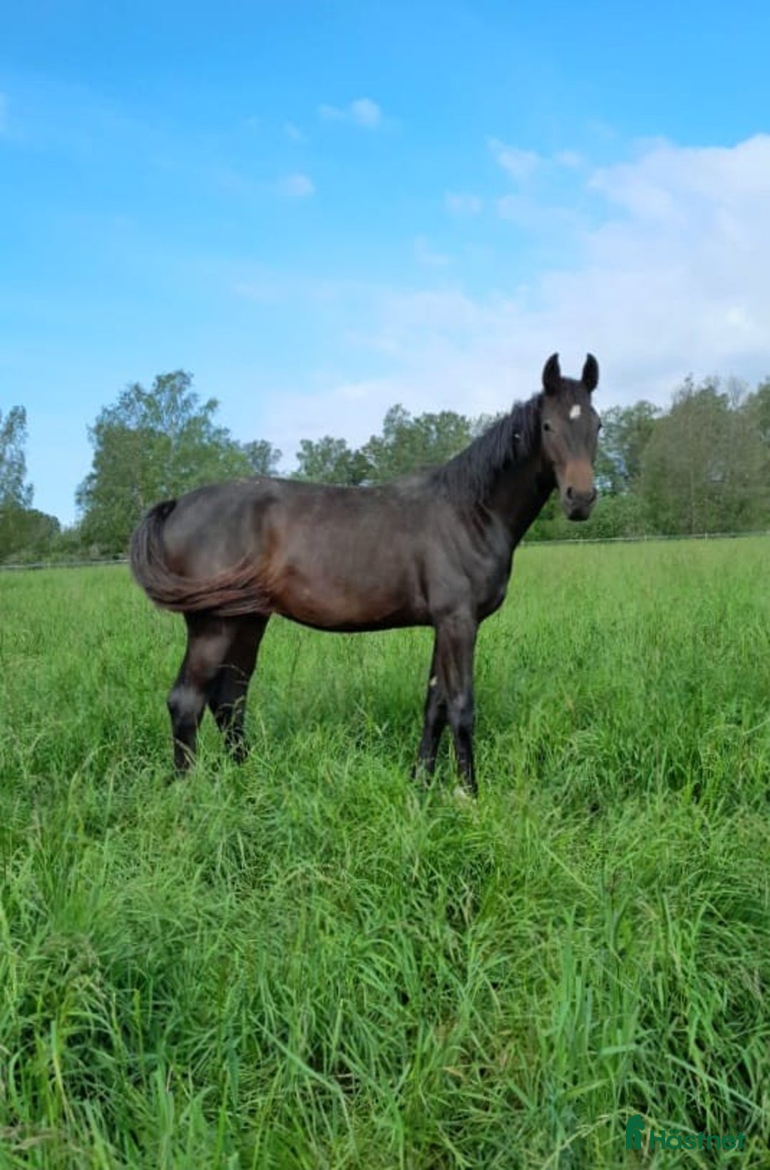 Dressyr hästar till salu: Välstammad hingst av internationell modell i Västerås - Annons 1