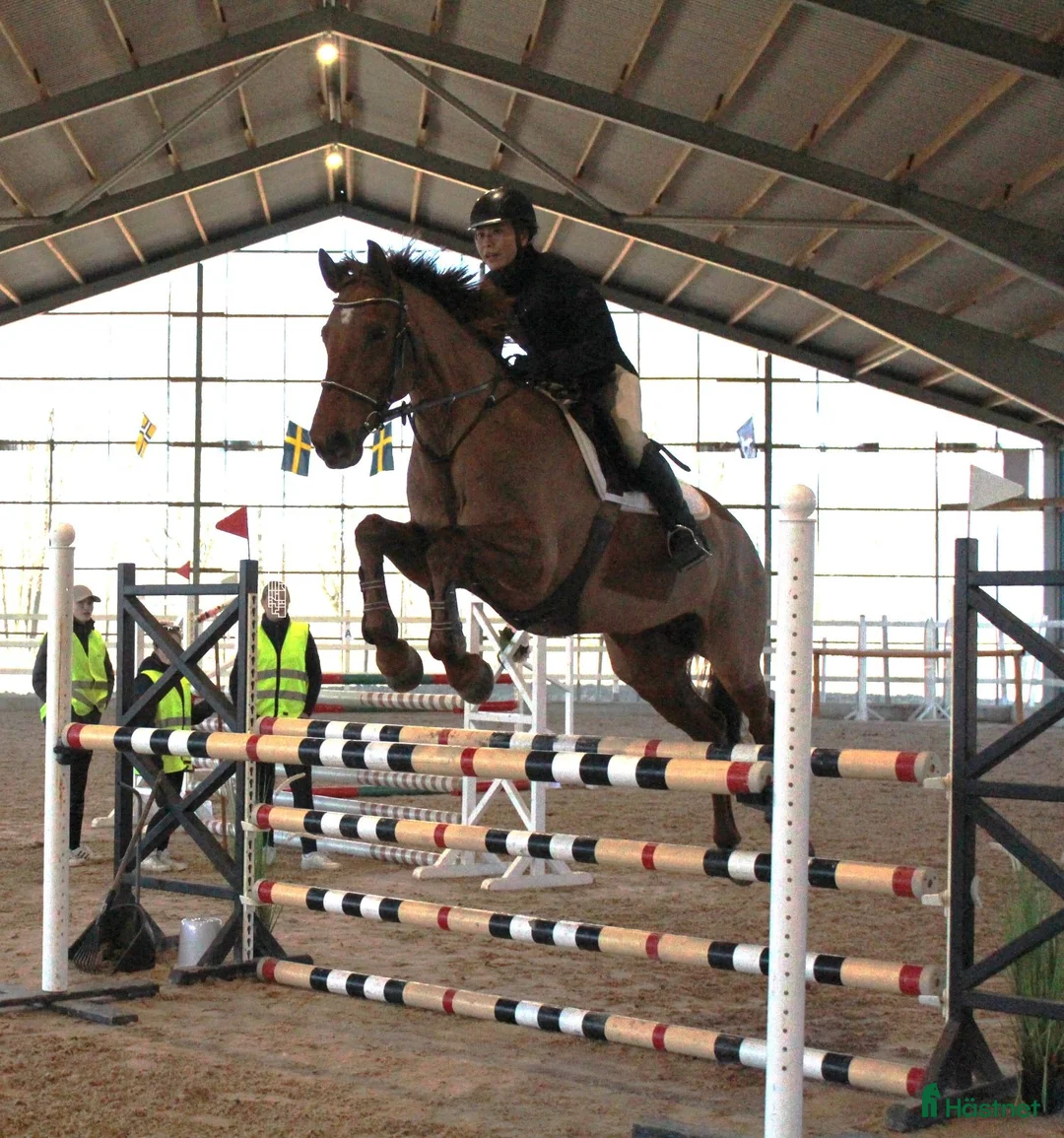 Hoppning hästar till salu: Nya stjärnan i ditt liv - Verona! - Annons 1