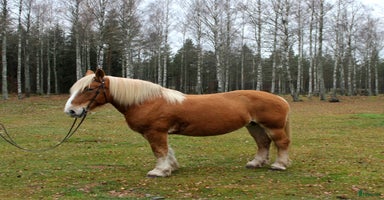  hästar i Rockneby - Annons 12