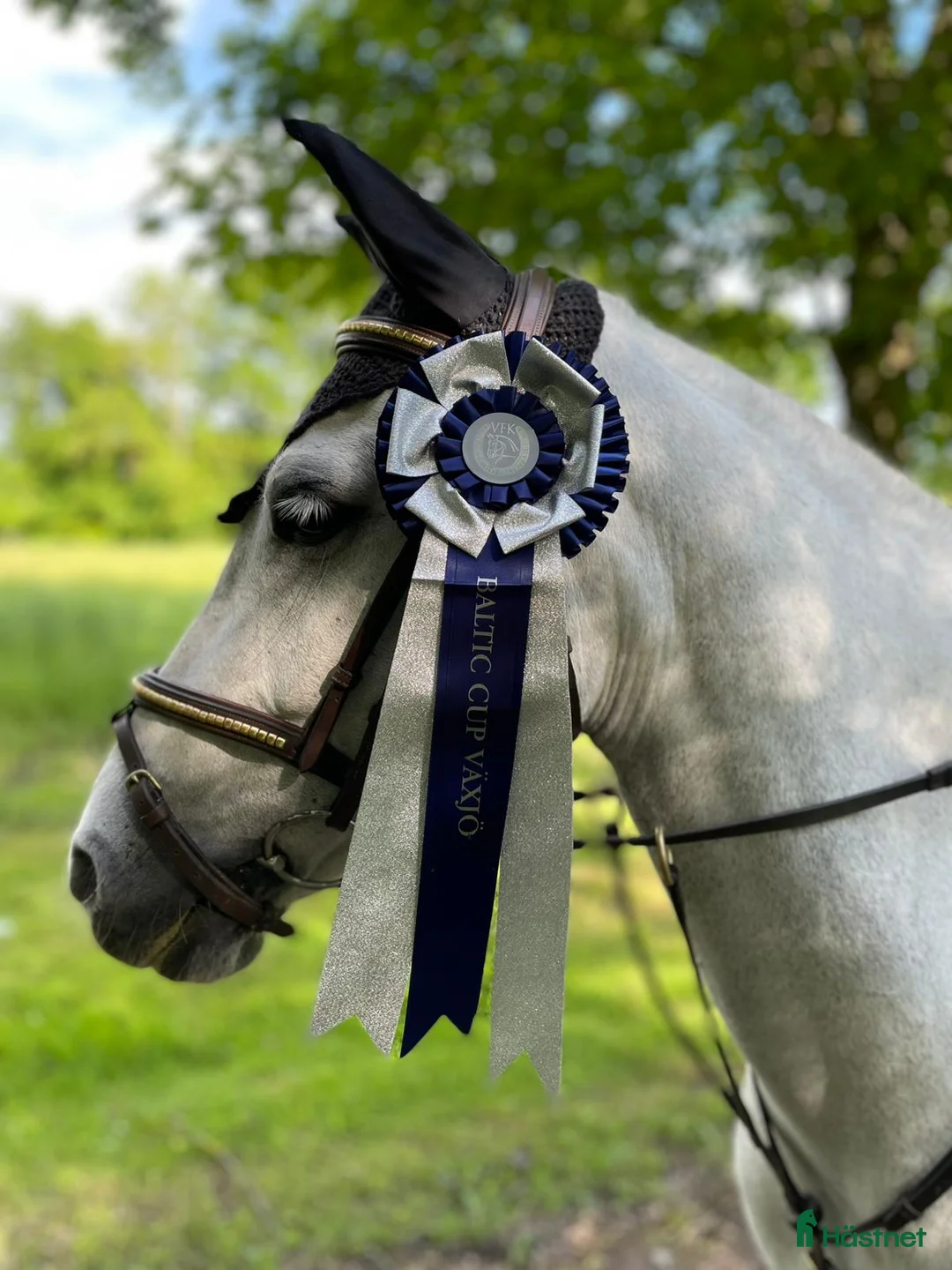 Hoppning hästar till salu: 9 årigt sto vinster och placeringar upp till LA! - Annons 2