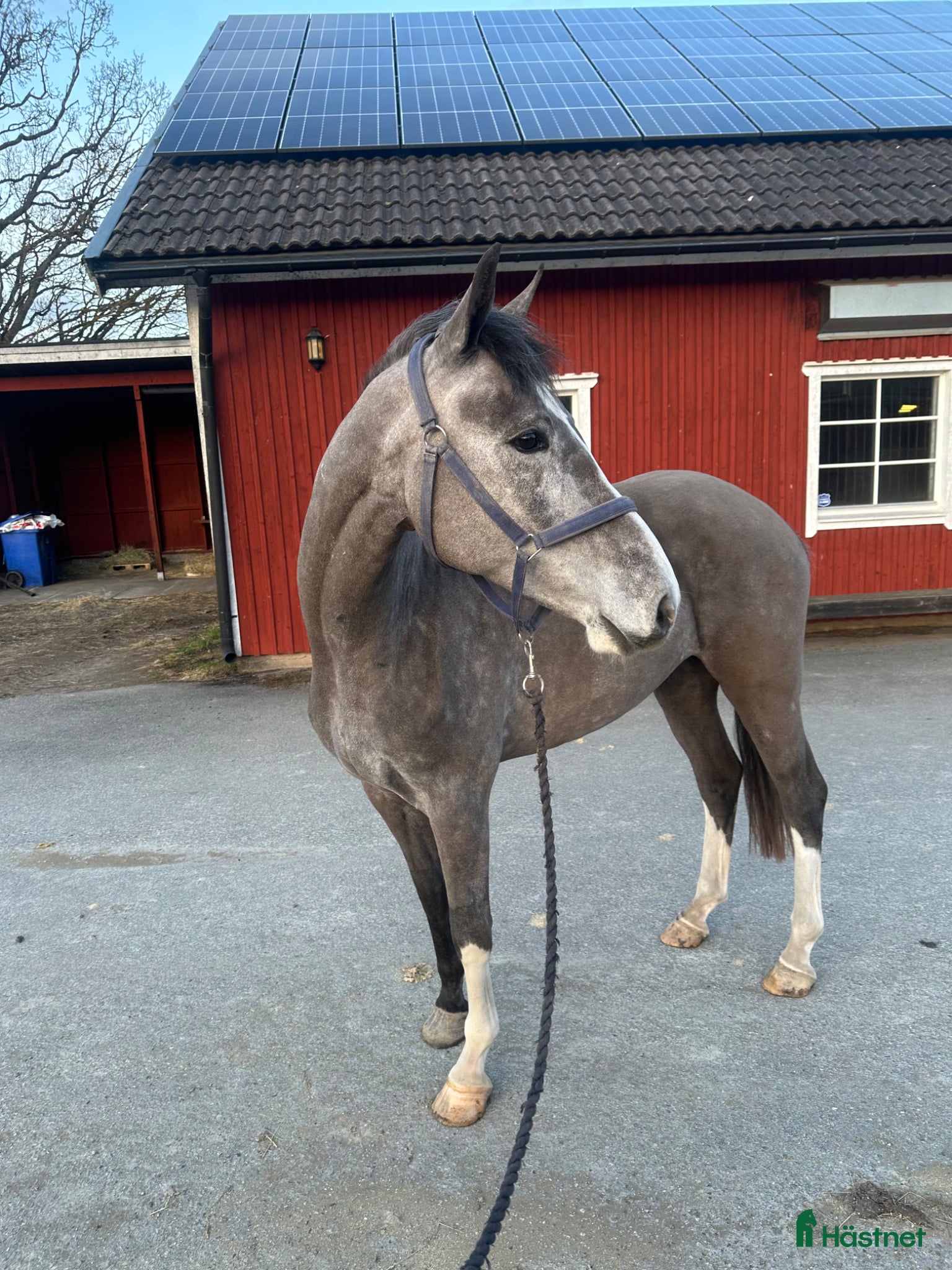  hästar Fin 4åring - Annons 7