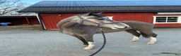 Hoppning hästar till salu: Fin 4åring - Annons 1