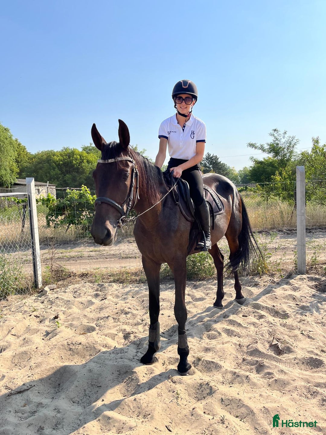 Trav hästar till salu: URGENTLY For sale against bid or leasing i Malmö - Annons 7