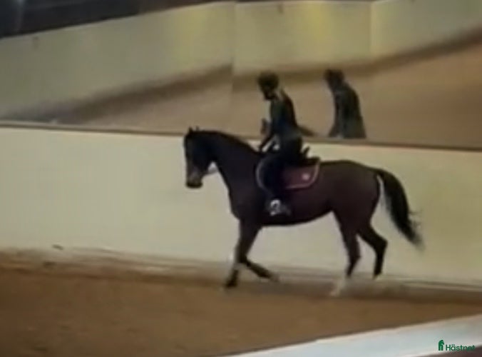  hästar Vackert Fullblodssto i Vendelsö - Annons 16