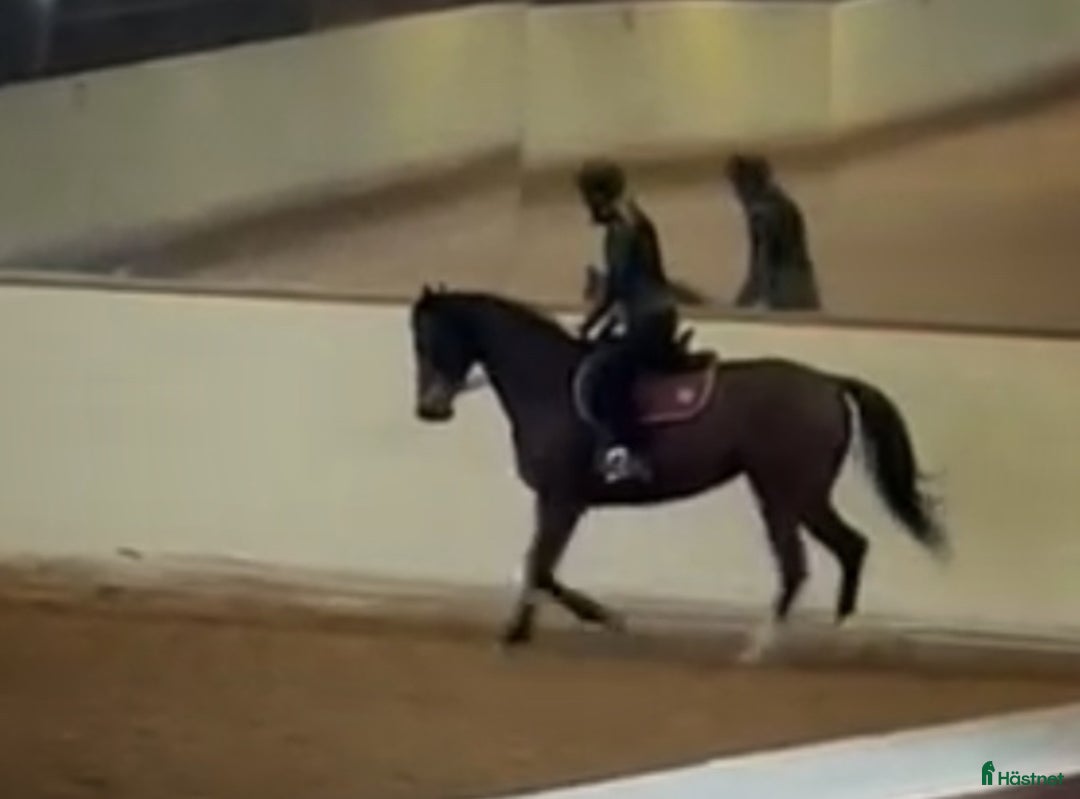 Allround hästar till salu: Vackert Fullblodssto i Vendelsö - Annons 1