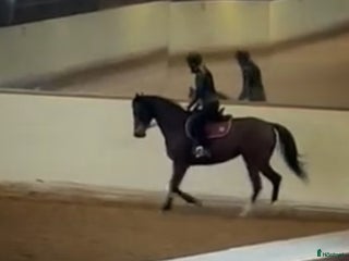 hästar Vackert Fullblodssto i Vendelsö - Annons 1