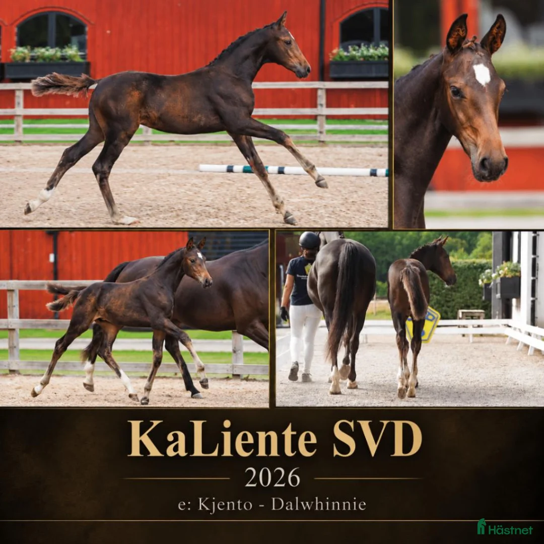 Dressyr hästar till salu: Där utstrålning är viktigt ;) - Annons 1
