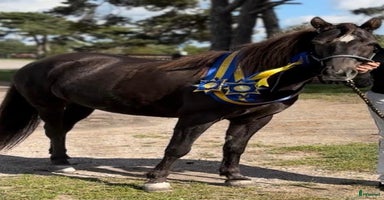  hästar i Visby - Annons 2