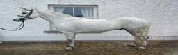 Hoppning hästar till salu: Attyrory Horses - Annons 32