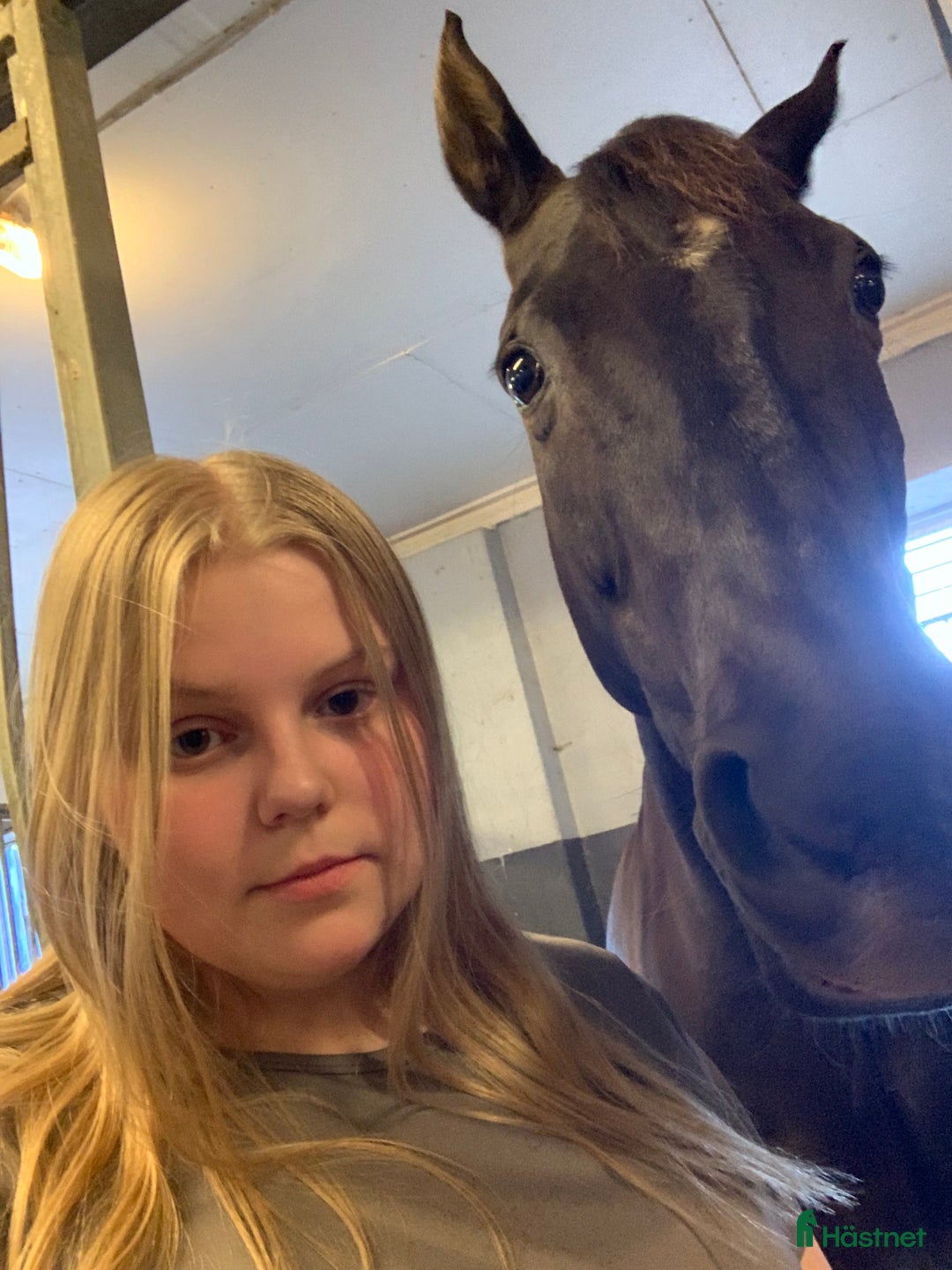 Allround hästar sökes: Söker en ny bästavän i Skänninge - Annons 1