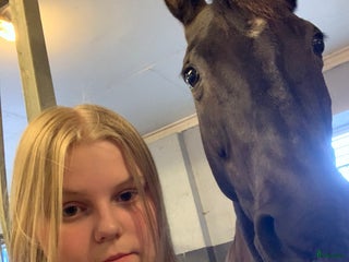 hästar Söker en ny bästavän i Skänninge - Annons 24