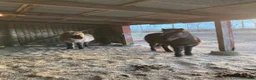  stallplats finnes: Lösdriftsplats utanför Kristianstad  - Annons 1