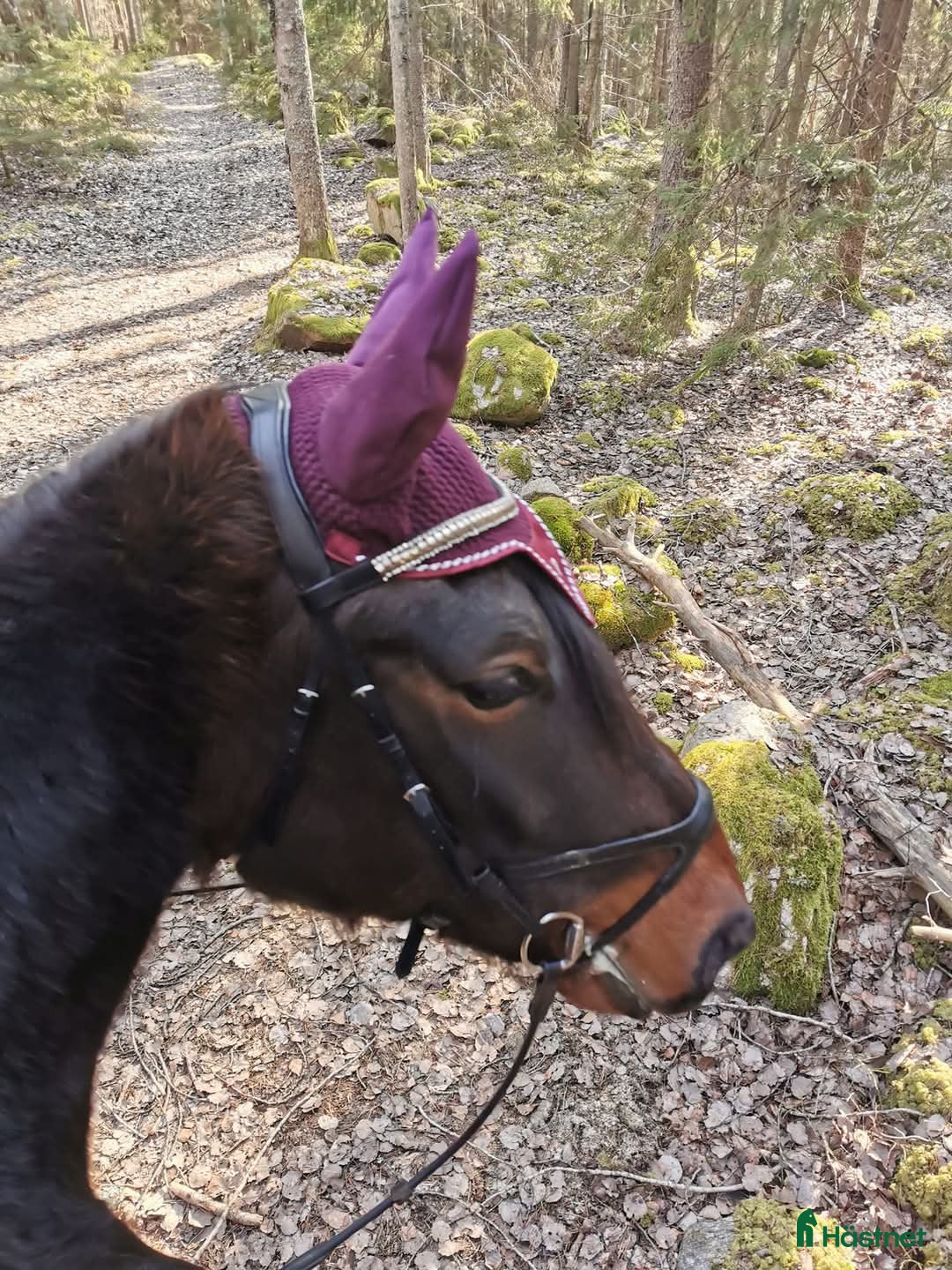  medryttarhäst finnes: Unghäst söker ryttare. i Mölnbo - Bild 5
