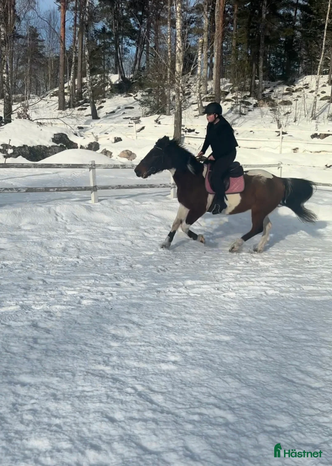 Allround hästar sökes: Söker medryttarhäst!🐴 i Gustavsberg - Annons 1