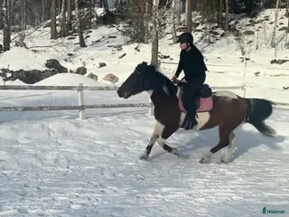 hästar Söker medryttarhäst!🐴 - Annons 2