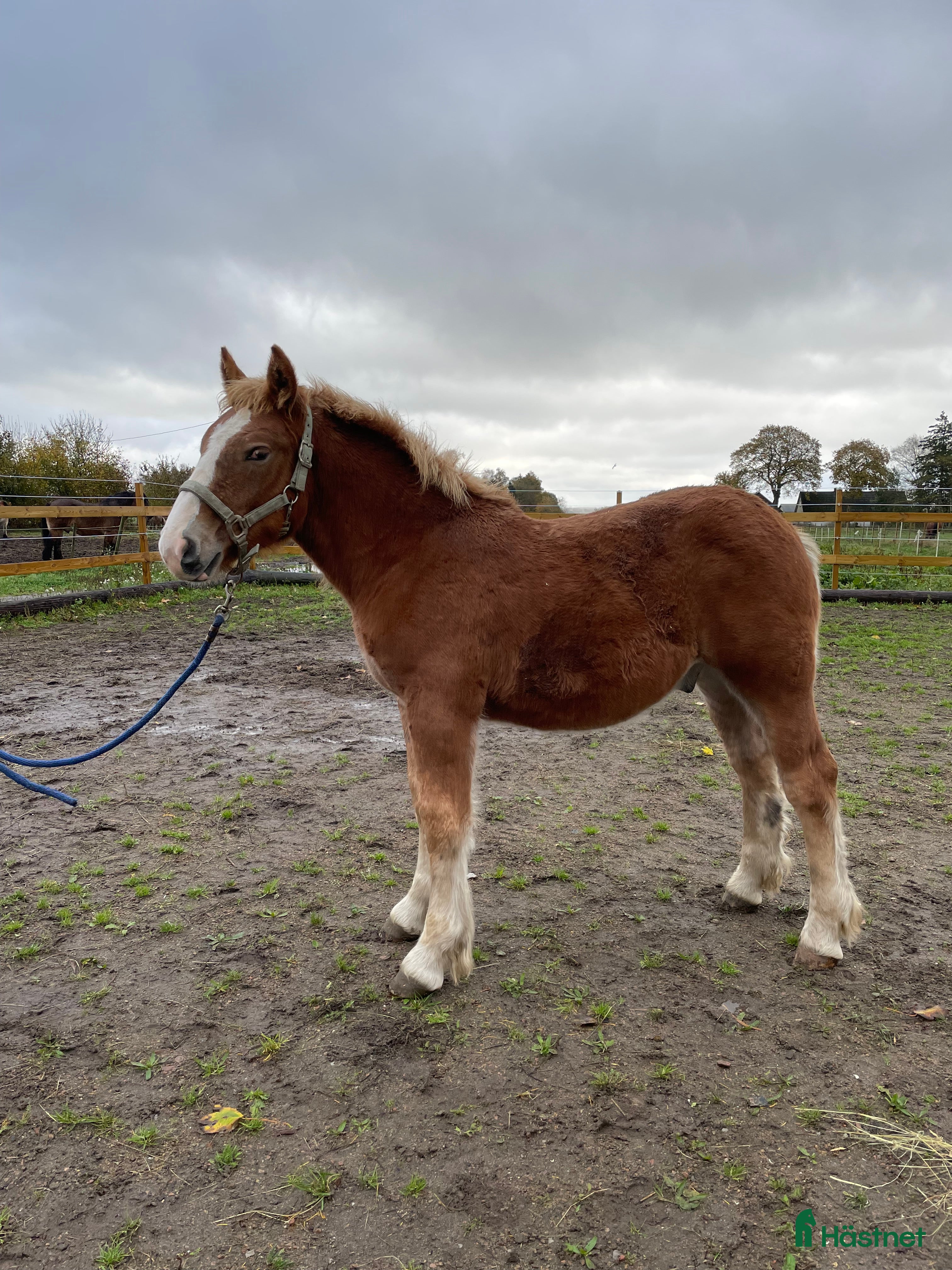  hästar Härliga föl  i Hörby - Annons 10