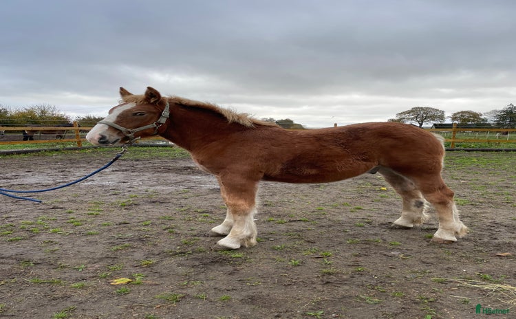  hästar Härliga föl  i Hörby - Annons 10