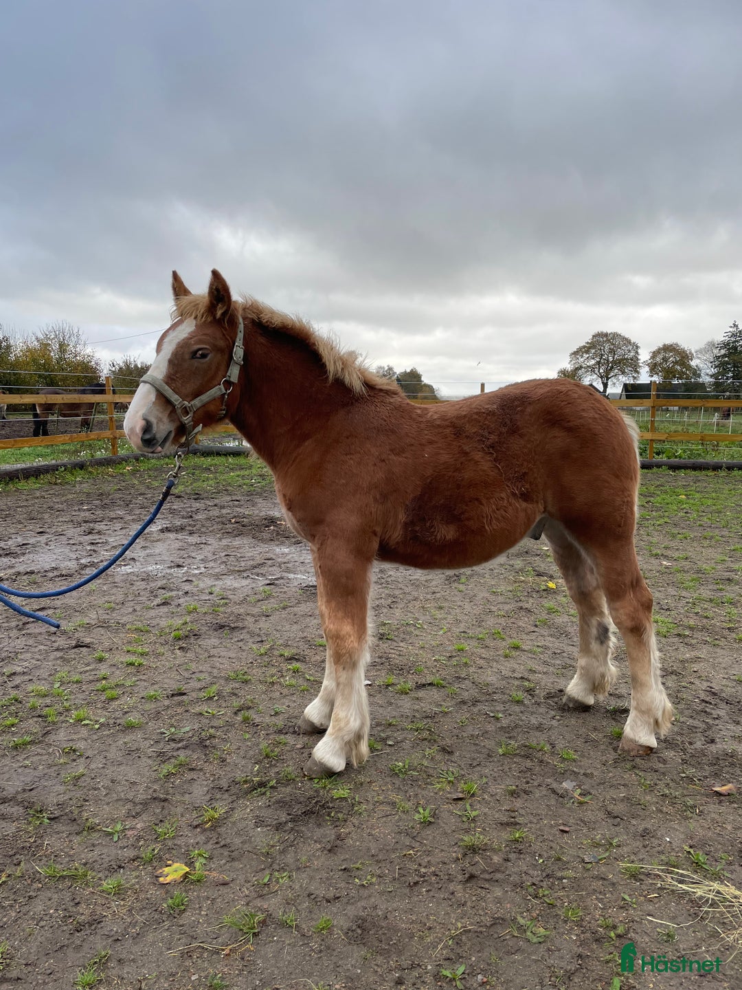 Allround hästar till salu: Härliga föl  i Hörby - Annons 1