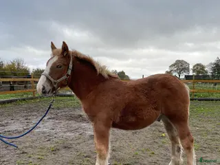 hästar Härliga föl - Annons 5