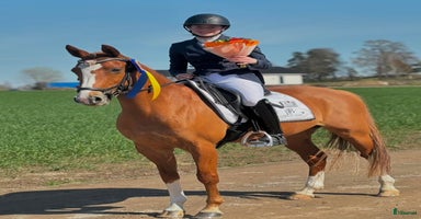  hästar i Linghem - Annons 12