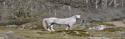 Sällskap hästar till salu: Welshponnysto  - Annons 4