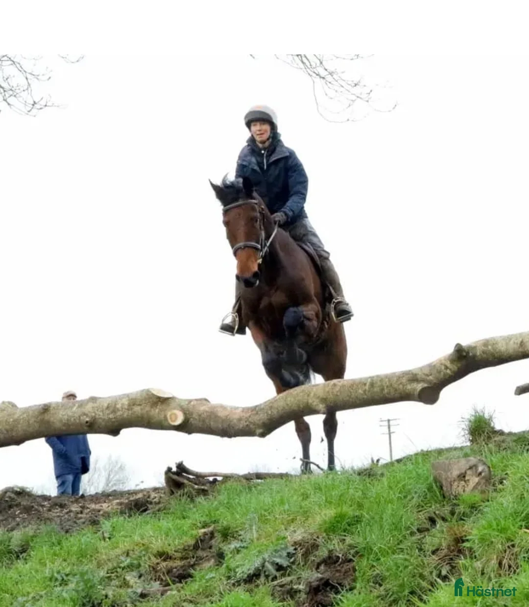 Allround hästar till salu: 9yr old Irish Sport Horse all rounder - Annons 7