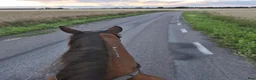 Allround hästar till salu: Ridtravare  - Annons 5