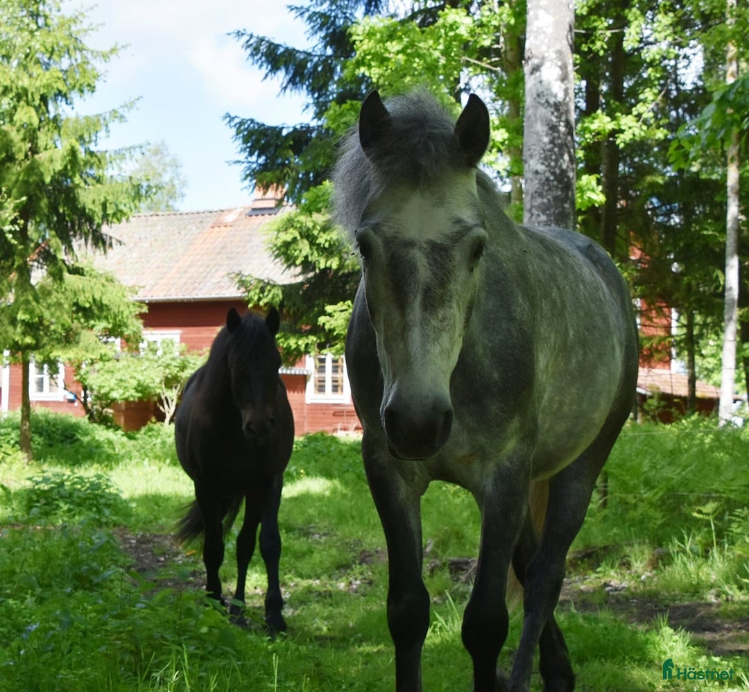 Allround hästar till salu: Svenskfödd, riden, supersnäll 3-åring med fin stam i Fjärdhundra - Annons 10