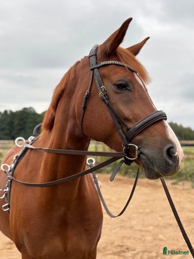 Galleribild {{count}}