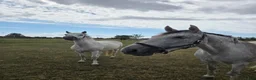  stallplats finnes: Söker stallplats i Teckomatorp - Annons 1