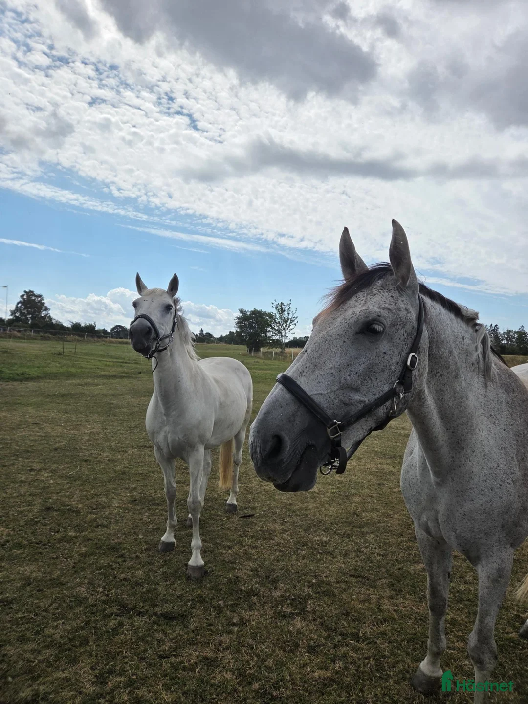  stallplats finnes: Söker stallplats i Teckomatorp - Annons 1