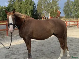 hästar Välutbildad dressyrhäst till rutinerad ryttare - Annons 3
