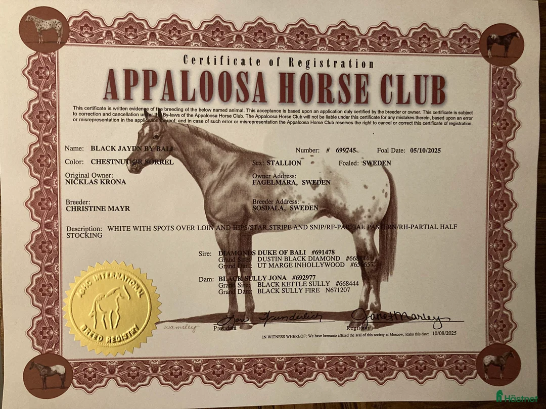 Allround hästar till salu: Appaloosa hingstföl i Fågelmara - Annons 7