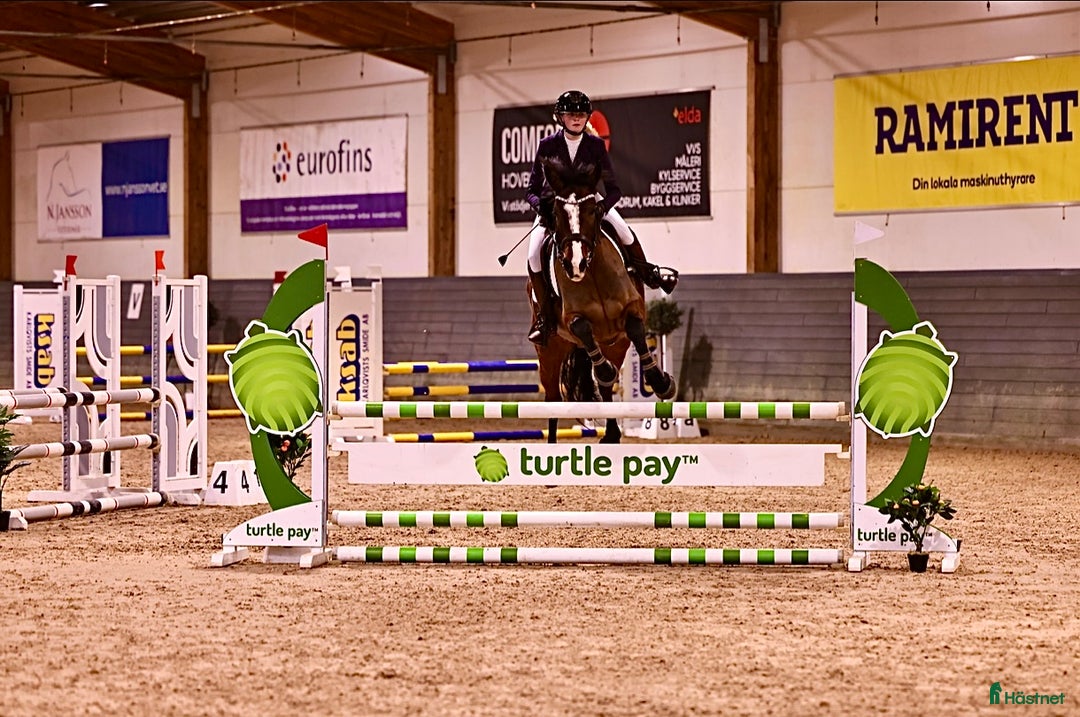  hästjobb finnes: HÄSTJOBB SÖKES i Uddevalla - Annons 1