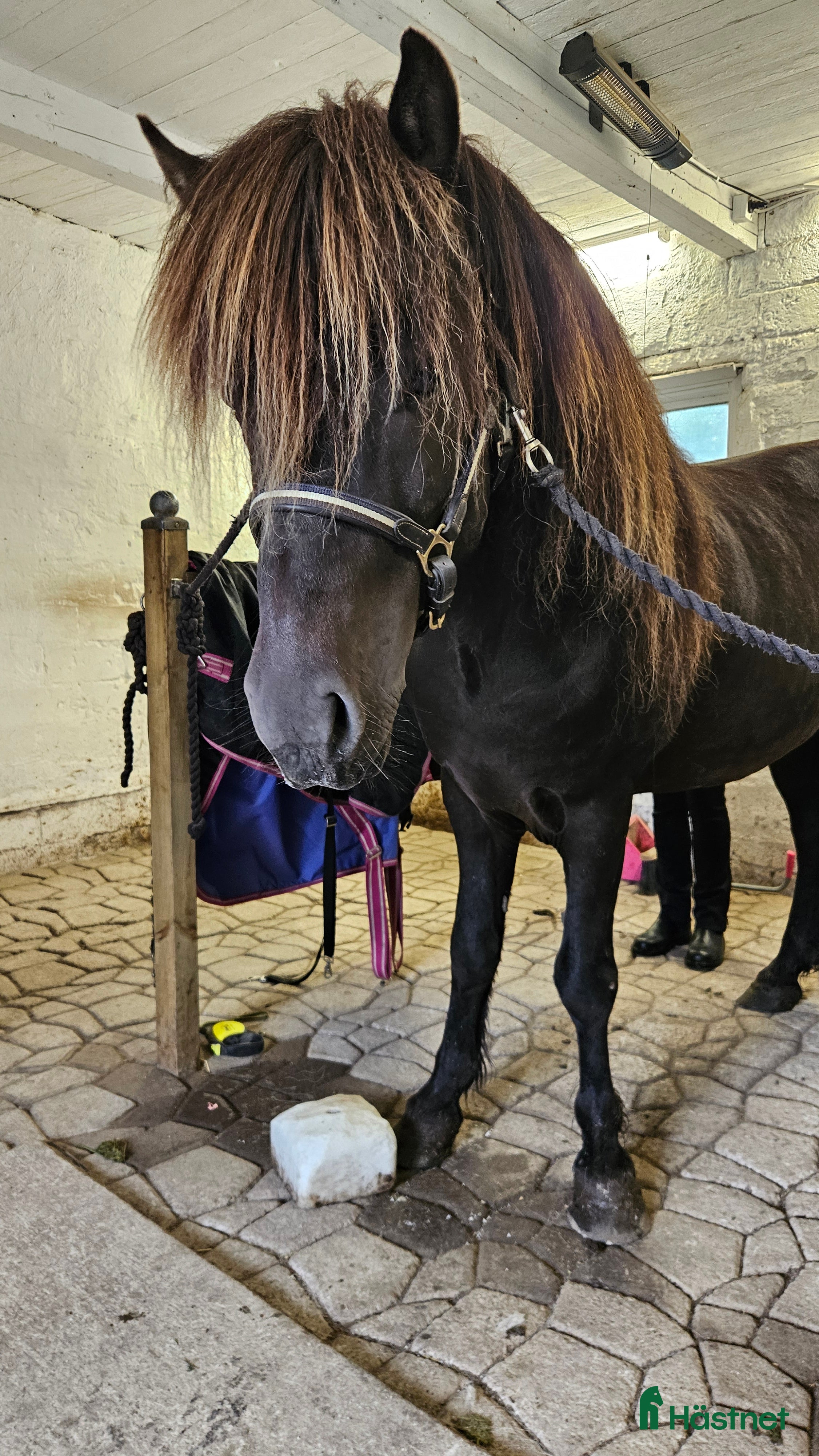  hästar En riktig nallebjörn!  i Bergeforsen - Annons 4