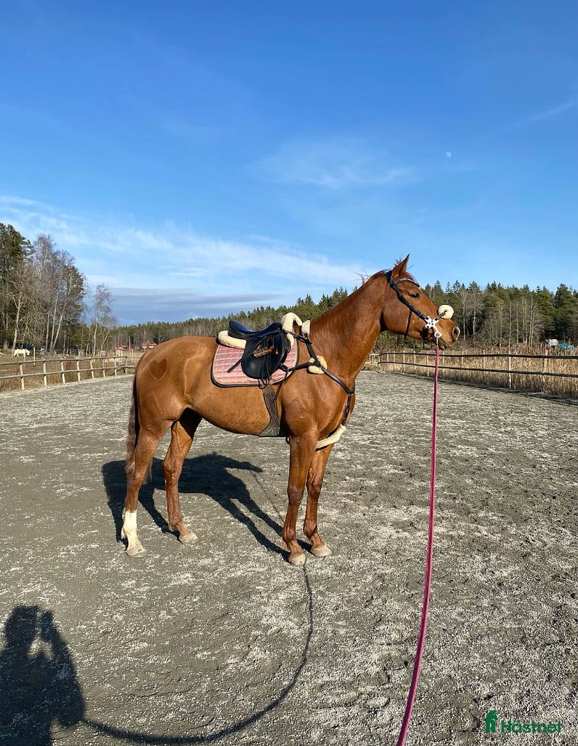  hästar Drömhäst🧡 i Åkersberga - Annons 7