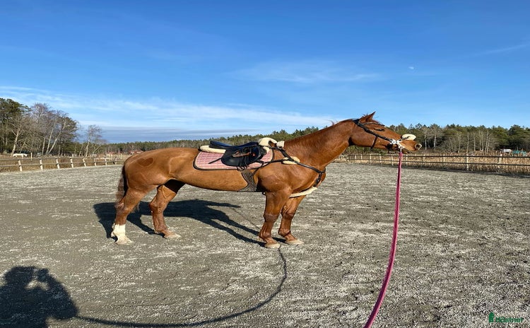  hästar Drömhäst🧡 i Åkersberga - Annons 3