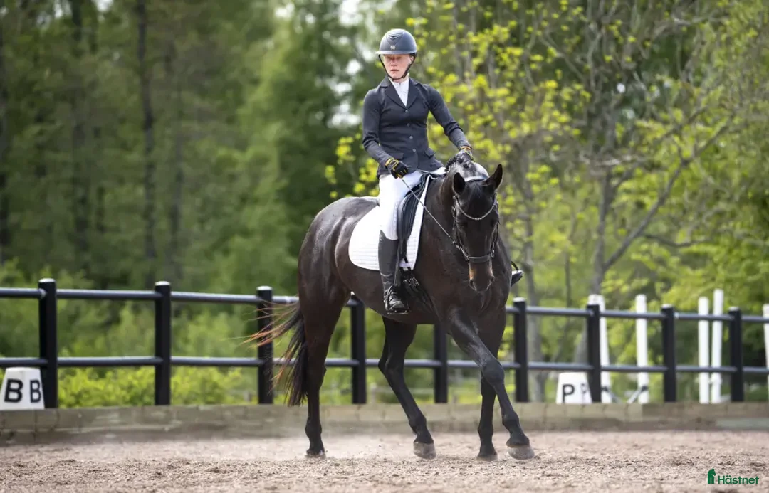 Hoppning hästar till salu: En bästa vän utan begränsningar  i Grisslehamn - Annons 3