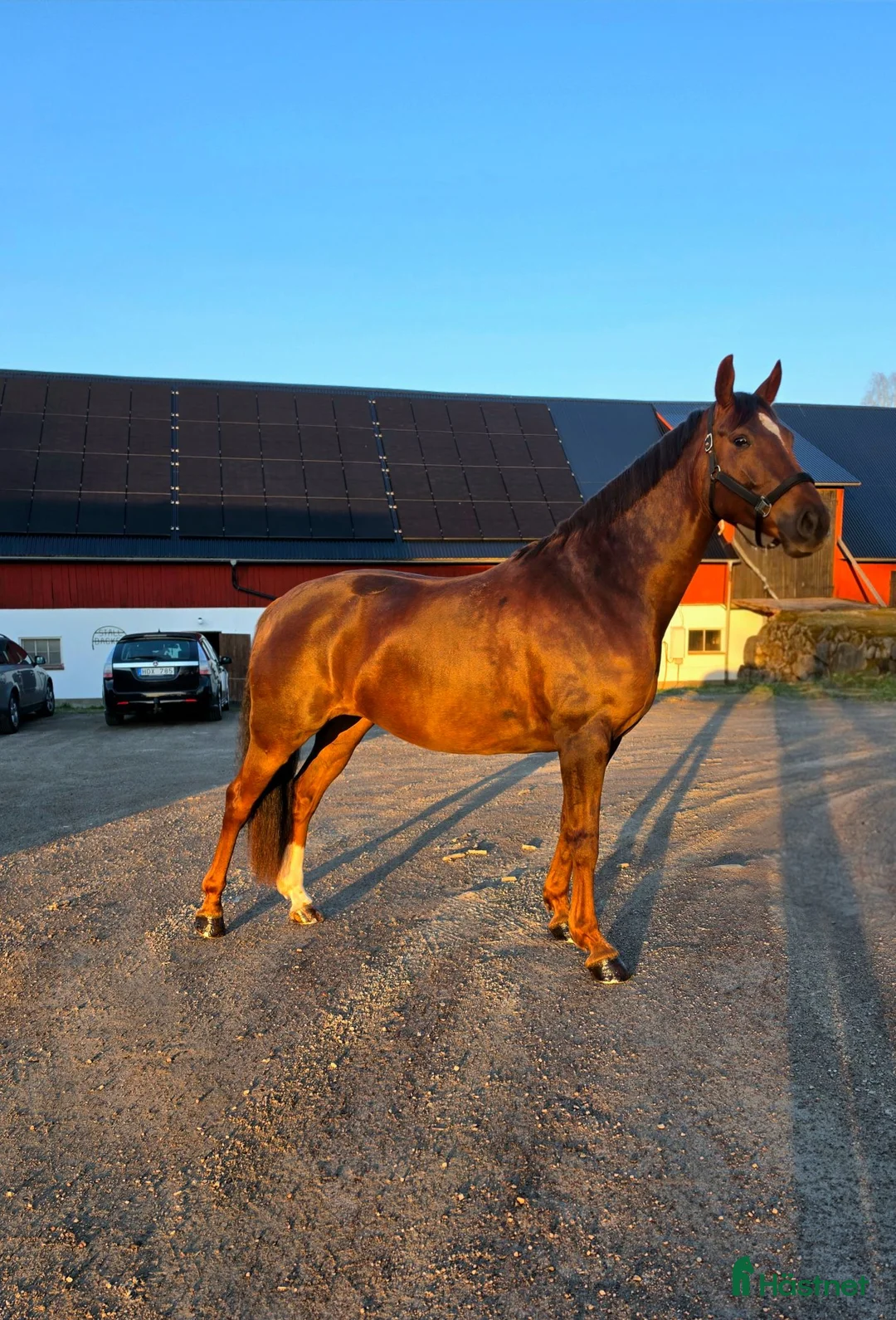 Allround hästar till salu: Fint Swb sto - Annons 3