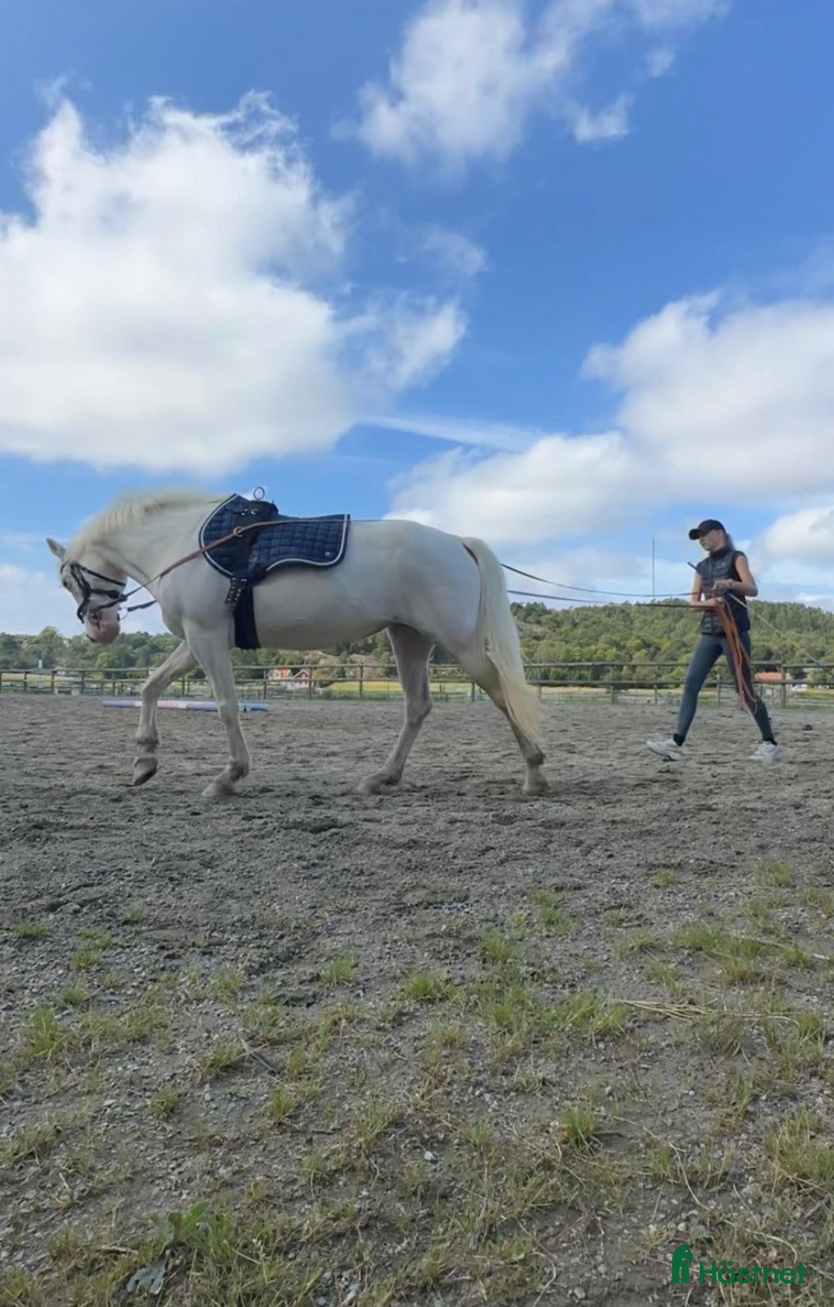  hästar Trevligt sto - Annons 2