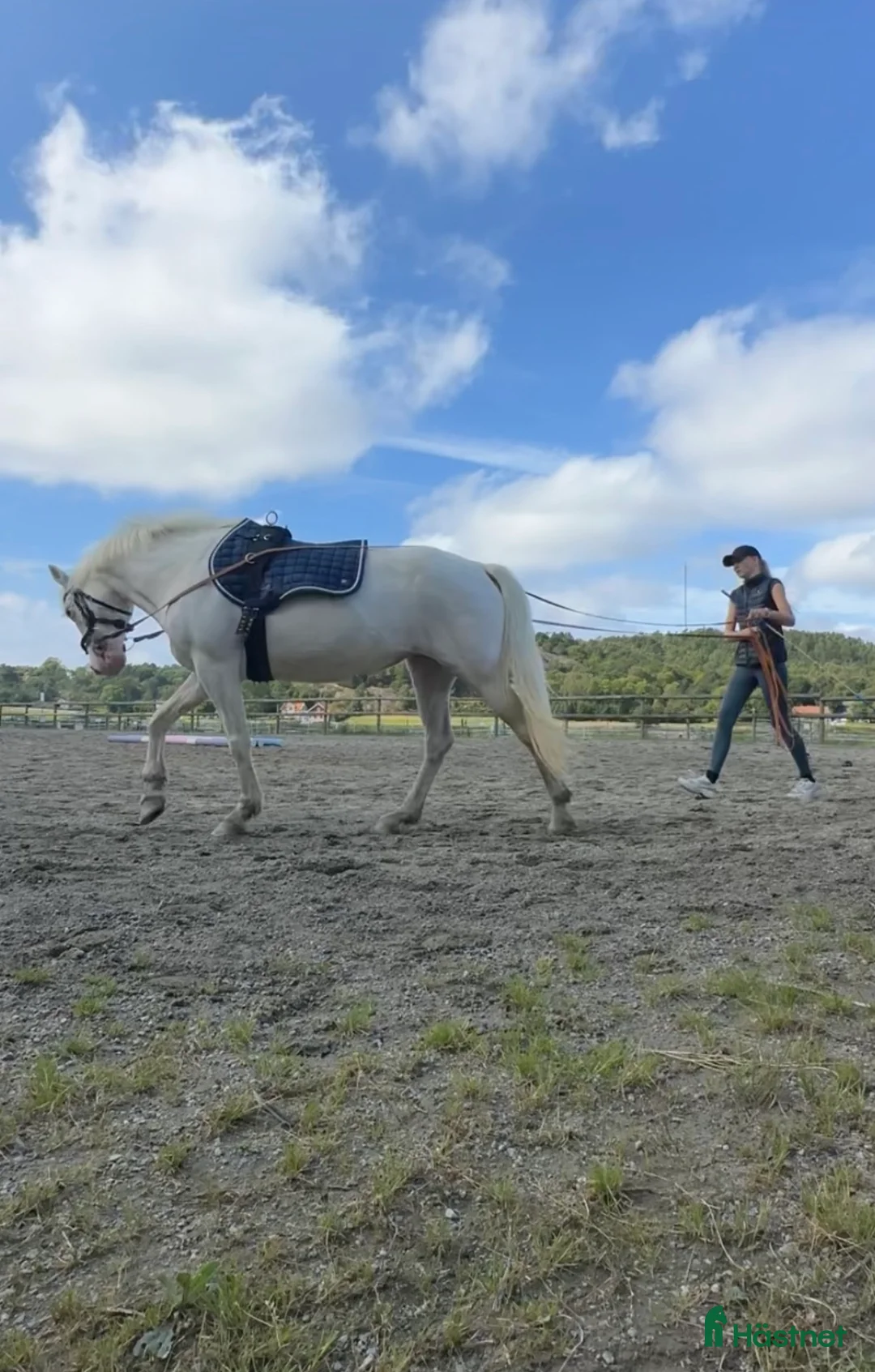 Allround hästar till salu: Trevligt sto - Annons 3